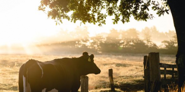 Vestigingssteun van € 80.000 voor jonge landbouwers bij start of overname